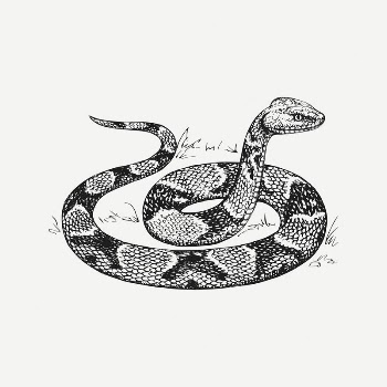 Copperhead snake collage element, vintage | Free PSD Illustration - rawpixel