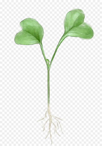 Copyright Creative work Illustration Originality Petal - herbs watercolor 