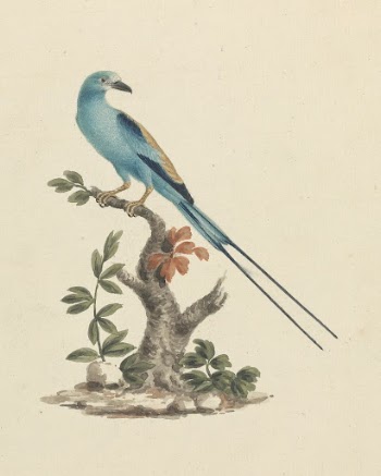 Coracias abyssinicus (Abyssinian Roller) | Free Photo - rawpixel