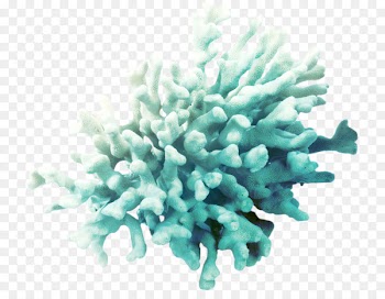 Coral Algae Clip art - sea 