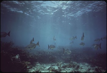 Coral and Marine Life at John | Free Photo - rawpixel