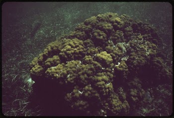Coral and Sea Life in the John | Free Photo - rawpixel