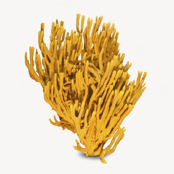 Coral collage element, ocean life | Free PSD - rawpixel