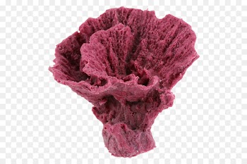 Coral Living Color Aquariums Tubastraea Violet - corals 
