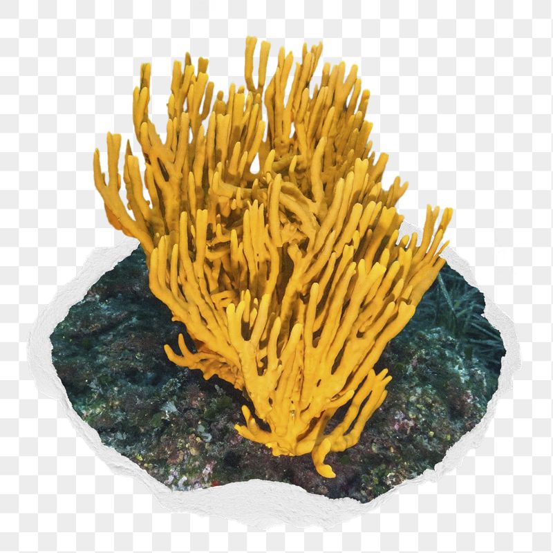 Coral png sticker, ocean life | Free PNG - rawpixel