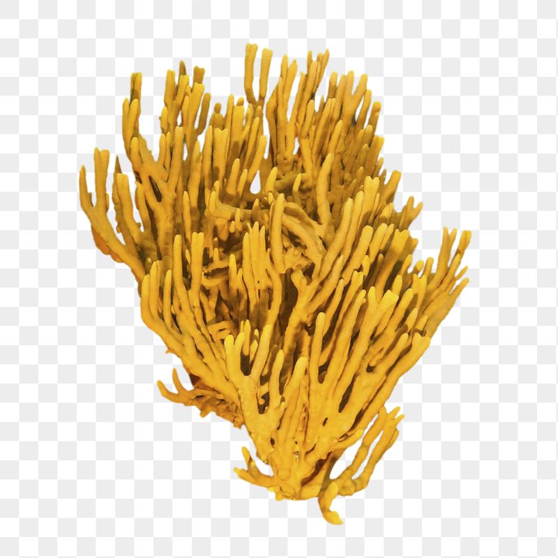 Coral png sticker, ocean life | Free PNG - rawpixel