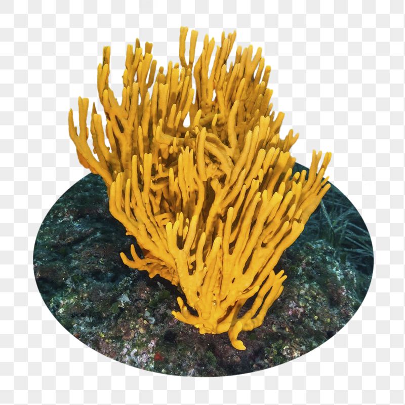 Coral png sticker, ocean life | Free PNG - rawpixel