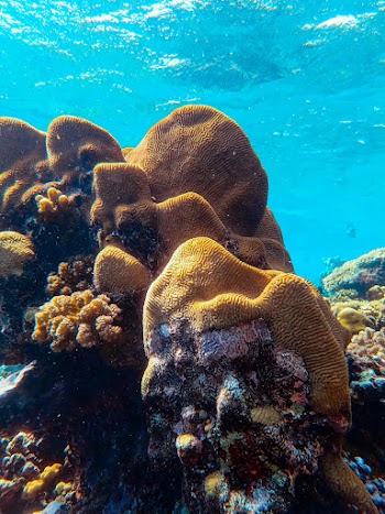 Coral Reef