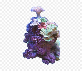 Coral reef Color Deep-water coral Sea - sea 