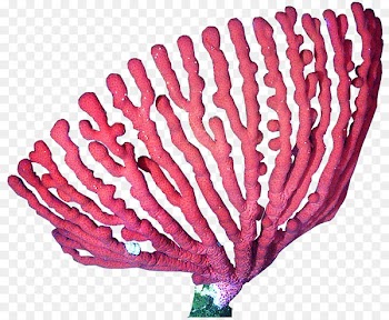 Coral reef Deep-water coral Clip art - coral 
