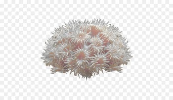 Coral reef Deep-water coral Sea anemone - coral 