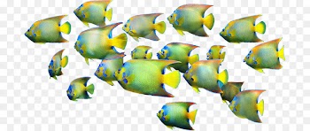 Coral reef fish Academy of Family Physicians of India - fish 