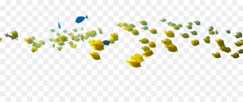 Coral reef fish Angelfish Paper - fish 