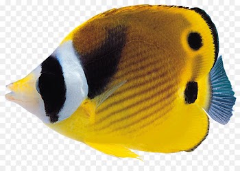 Coral reef fish Clip art - goldfish 