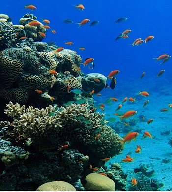 Coral reef fish Coral Triangle Ecosystem - coral 