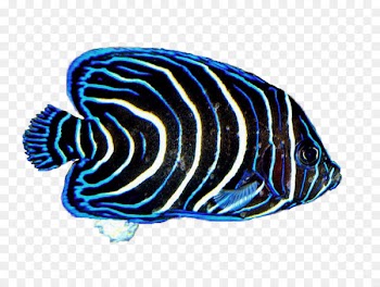 Coral reef fish Desktop Wallpaper - sunlight 13 0 1 