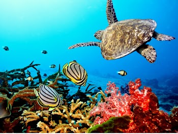 Coral reef fish Ecosystem - sea 