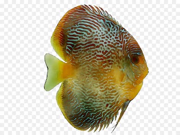 Coral reef fish Freshwater aquarium Marine biology -  