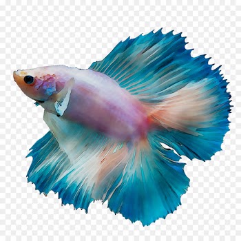 Coral reef fish Marine biology -  