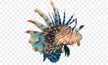 Coral reef fish Red lionfish Clip art - coral sea 