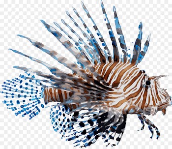 Coral reef fish Red lionfish Marine biology -  