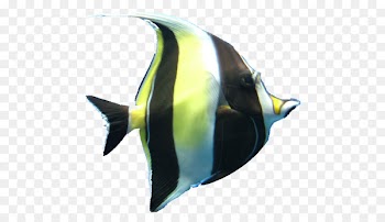 Coral reef fish Reef aquarium Marine biology - fish 