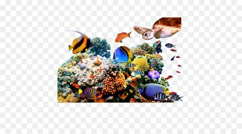 Coral reef fish Underwater - fish 