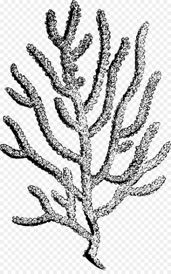 Coral reef Printmaking - coral 