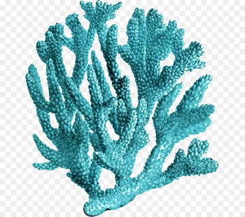 Coral reef Printmaking Sea - reef 