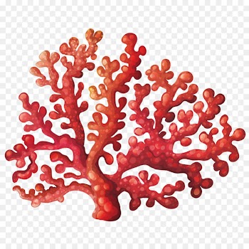 Coral reef Royalty-free Clip art - Vector coral flower 