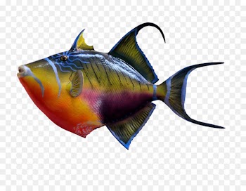 Coral reef Underwater Tropical fish Seawater - Colorful fish 