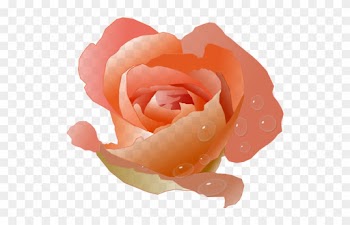Coral Rose - Coral Rose Clipart