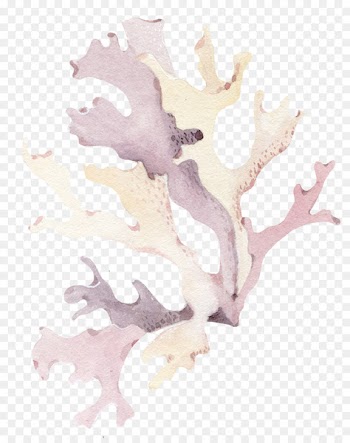 Coral Seashell - Purple Coral 