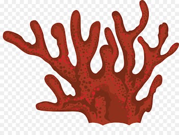 Coral Seaweed Clip art - coral 