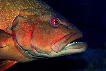 Coral Trout. The Coral Trout is a predatory fish inhabiting the Western pacific ocean. They are often a beautiful orange or red, with blue spots. Photographed at the Cairns Aquarium.