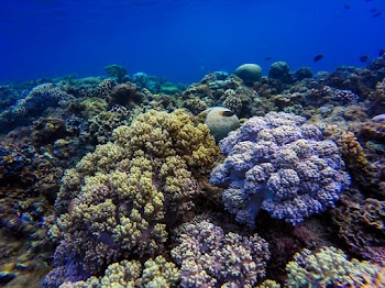 Corals