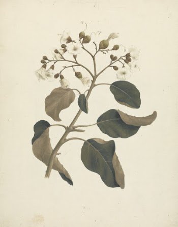 Cordia abyssinica: finished drawing by Luigi | Free Photo - rawpixel