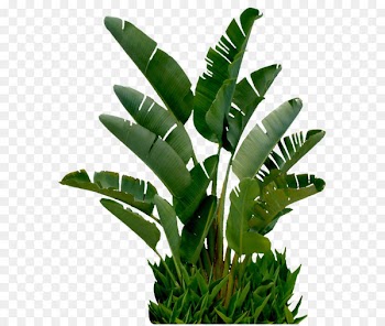 CorelDRAW Adobe Illustrator - Banana tree 