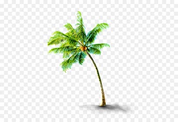 CorelDRAW - Tropical coconut trees 