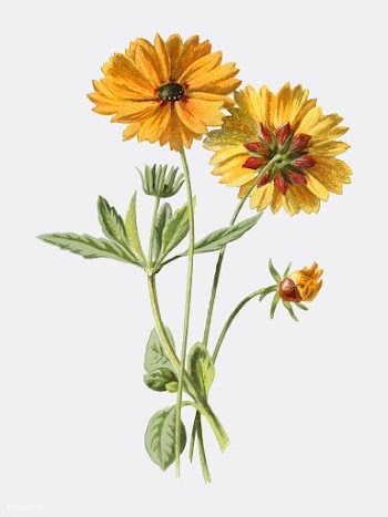 Coreopsis by Frederick Edward Hulme ​​​.. | Free stock vector - 471297