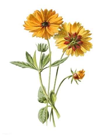 Coreopsis by Frederick Edward Hulme ​​​.. | Free stock vector - 471317