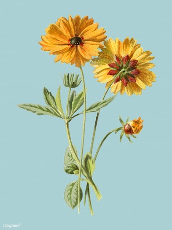 Coreopsis by Frederick Edward Hulme ​​​.. | Free stock vector - 471331