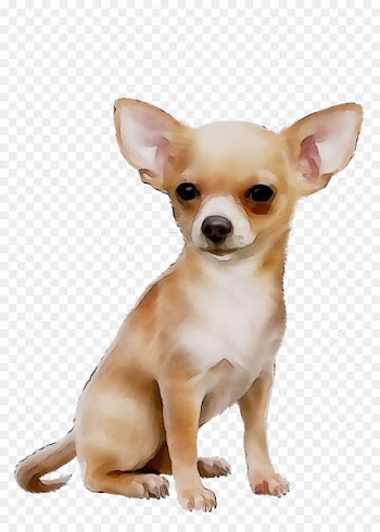Corgi-Chihuahua Russkiy Toy Dog breed Puppy -  