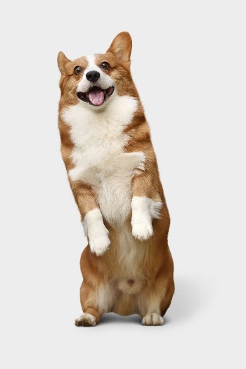 Corgi dog background, cute animal | Free Photo - rawpixel