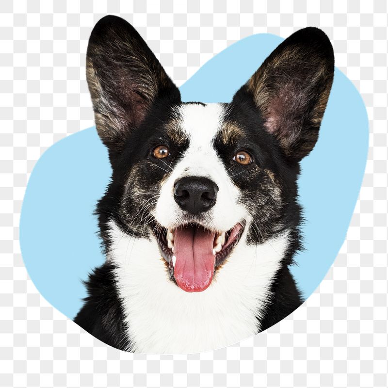 Corgi dog png badge sticker, | Free PNG - rawpixel