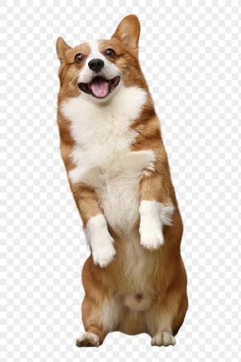 Corgi png, dog, transparent background | Free PNG - rawpixel