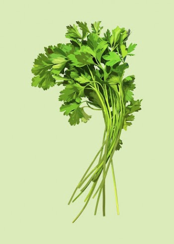 Coriander clipart, vegetable illustration design | Free Vector Illustration - rawpixel