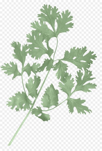 Coriander Herb Parsley Salsa Stock photography - celery design element 