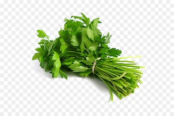 Coriander Indian cuisine Thai cuisine Herb Leaf vegetable - vegetable 