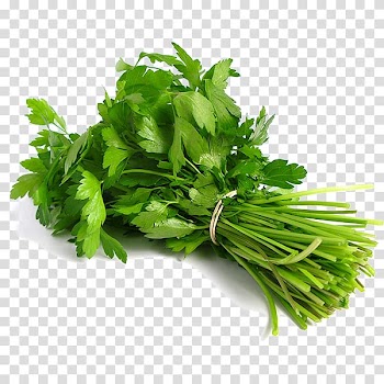 Coriander Indian cuisine Thai cuisine Herb Leaf vegetable, vegetable transparent background PNG clipart